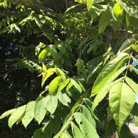 クルミ 胡桃 の育て方 水やりや肥料の与え方は うまく栽培するコツは Greensnap グリーンスナップ クルミ 胡桃 の育て方 水やりや肥料の与え方は うまく栽培するコツは Greensnap グリーンスナップ