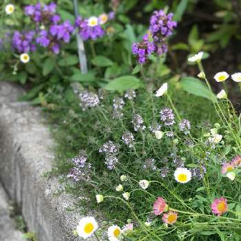 タイムの花の投稿画像一覧 Greensnap グリーンスナップ