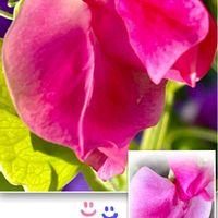 スイートピー,いつもありがとう♡,ピンクのお花,癒し…♡,可愛い❤の画像