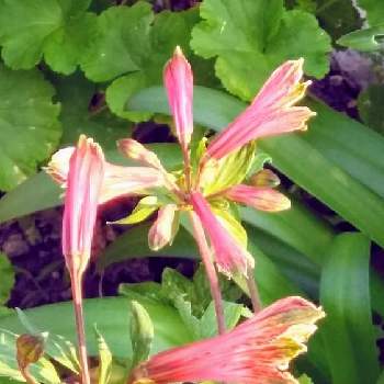 アルストロメリア属の投稿画像一覧 Greensnap グリーンスナップ