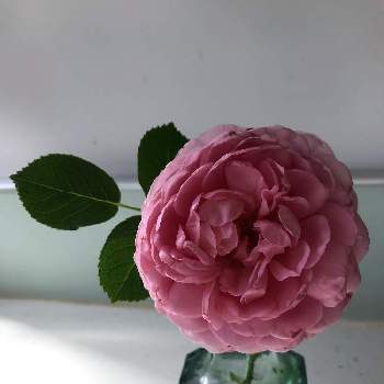 ロゼット咲きの画像 by グッチさん | キッチンと名前を教えて！と薔薇の花とロゼット咲きと濃いピンクの花とおうち園芸