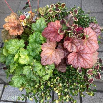 プリンセスクローバーの投稿画像一覧 Greensnap グリーンスナップ