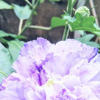 むらさき色の花の画像 by m_m77さん | 小さな庭とムクゲとムクゲ 紫玉とむらさき色の花とシェードガーデンと癒しと紫色の花とラベンダー色とナチュラルガーデンとおうち園芸と小さな庭♡と小庭❤️と白いお花とピンクのお花と小さな幸せ♡と可愛いと小さな小さな庭と花のある暮らしと小さな幸せ