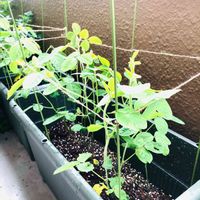 枝豆,種まきっ子,ベランダ菜園,プチ家庭菜園,埼玉の画像