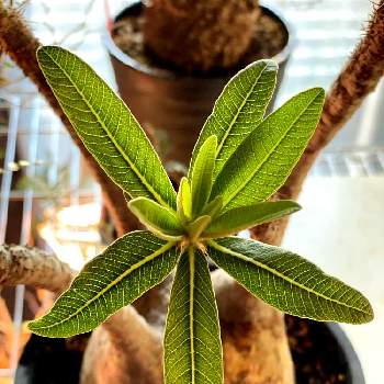 pachypodium graciliusの画像 by bebeさん | 部屋とお気に入りと芽吹きとコーデックスと植中毒と塊根植物とpachypodium graciliusと無加温