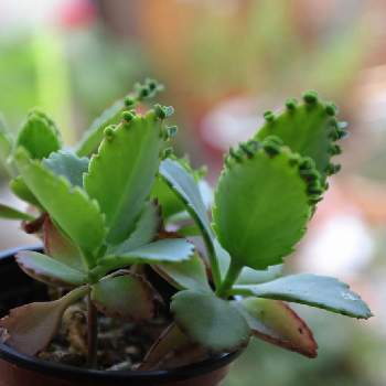 子宝弁慶草 の投稿画像一覧 Greensnap グリーンスナップ