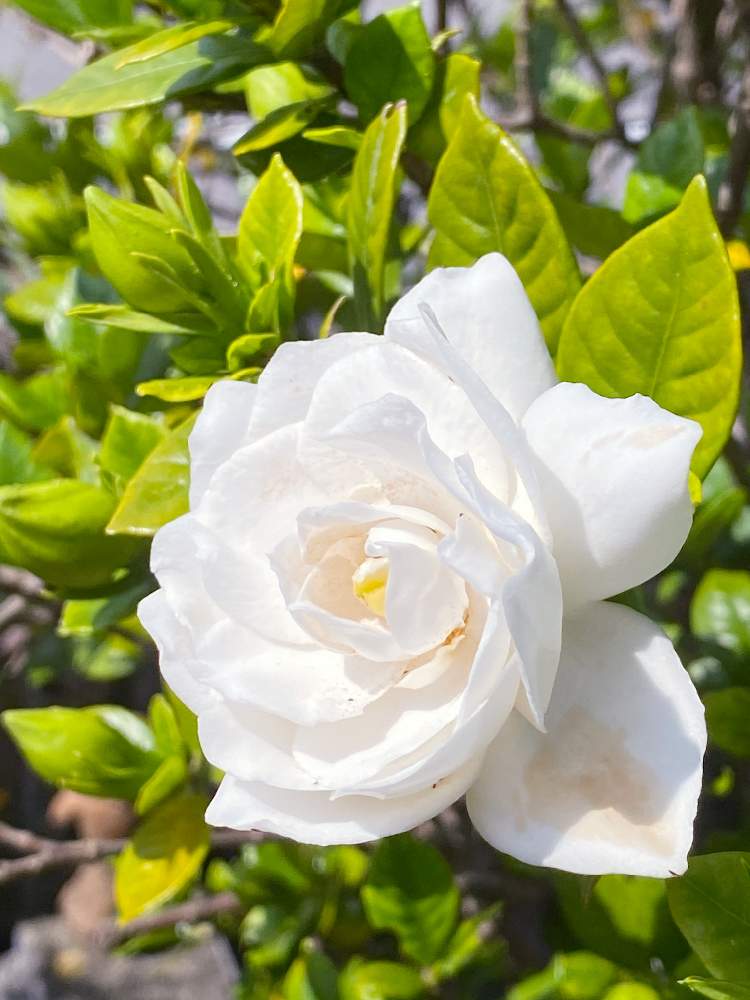クチナシの投稿画像 By すすすさん 白い花といい匂いとおうち園芸 21月6月10日 Greensnap グリーンスナップ