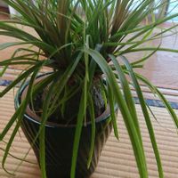 トックリラン,もふもふの木曜日の画像