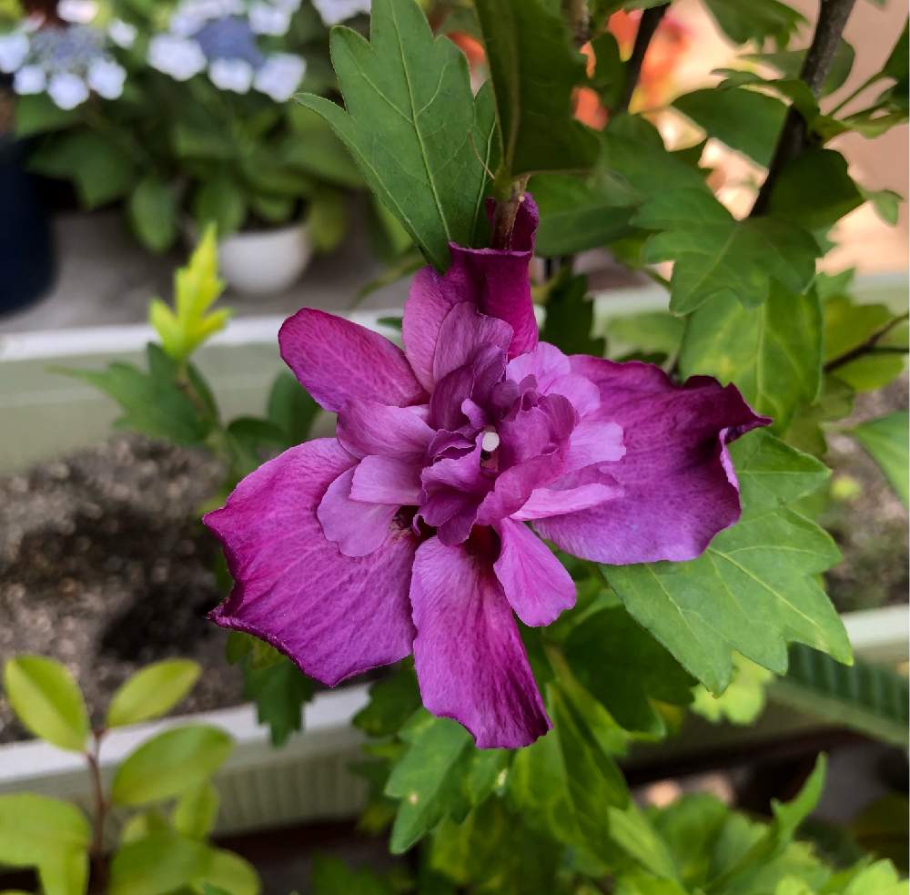 ムクゲの投稿画像 By 悠悠さん 八重咲きムクゲと植物のある暮らしと育てるの楽しみとおうち園芸と暮らしを楽しむとガーデニングが心の癒し と癒されると成長記録と花のある暮らしと記念に 21月6月10日 Greensnap グリーンスナップ