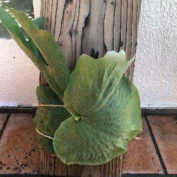 ビカクシダ ワンダエの投稿画像一覧 Greensnap グリーンスナップ