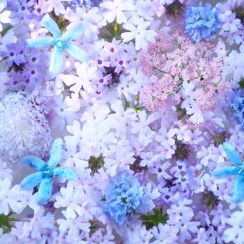 バーベナ リギダ ポラリスの投稿画像一覧 Greensnap グリーンスナップ