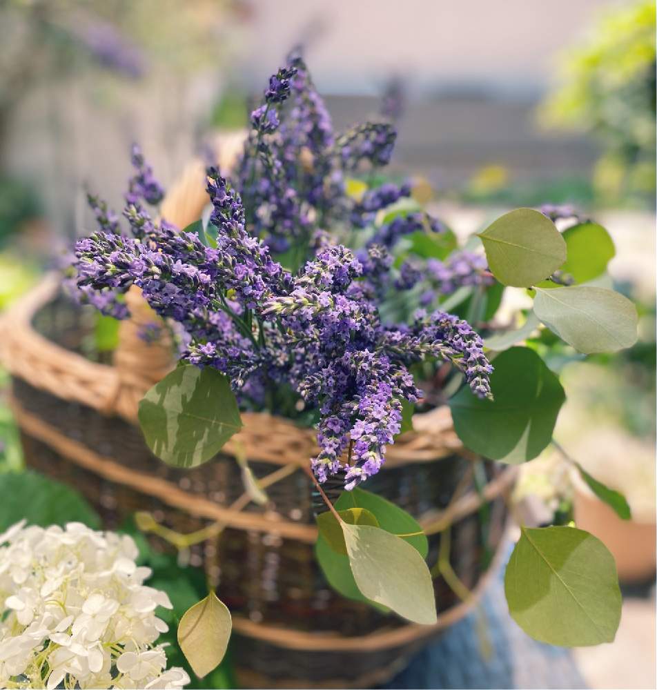 お庭の花での投稿画像 By みっちーさん ハーブを楽しむとラベンダー と癒されると花のある暮らしと大好きな香り 21月6月10日 Greensnap グリーンスナップ