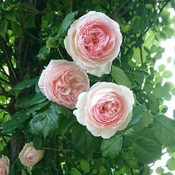 薔薇は憧れの画像 by 薔薇姫さん | 小さな庭と薔薇　ピエールドゥロンサールとピンクワールドへようこそとバラ　ピエールドゥロンサールとばら バラ 薔薇と薔薇は憧れと薔薇ピエールドゥロンサールとピンクLOVEとバラ・ピエールドゥロンサールと薔薇 ピエール ド ロンサールとYukoさんのピンクワールドへようこそとピエール・ドゥ・ロンサールとピエール姫とわたしのピエールドゥロンサールとピエールとピエールドゥロンサール♡とピエールドロンサール.とピエールドゥロンサール♥︎︎∗︎*ﾟと花は癒やし♡とピエールドゥロンサール☆