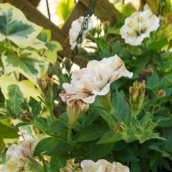 八重咲きペチュニア ジュリエット モダンホワイトの画像 by クッキーさん | 小さな庭と八重咲きペチュニア ジュリエット モダンホワイトと八重咲きペチュニアのハンギングと寄せ植えが好きと小さなお庭と可愛いね♡