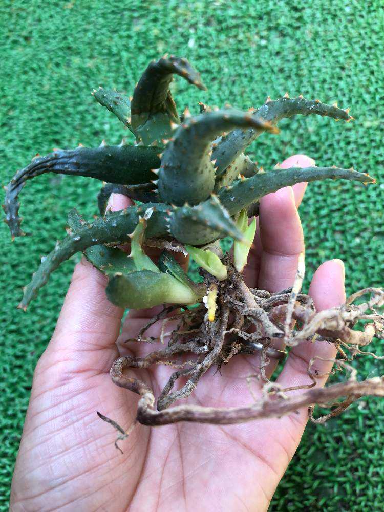 アロエ・(カスティロニアエ交配種？｜🍀GreenSnap（グリーン