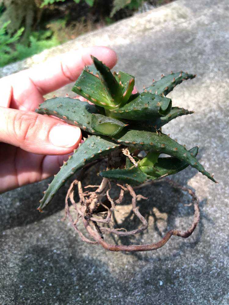 【速達】アロエ カスティロニアエ【強刺・短葉ワイド】&ゴールデンパウダー アロエ・カスティロニアエ（Aloe castilloniae）の育て方、成長