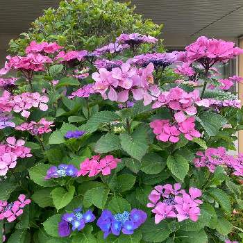 公民館の画像 by amamaさん | お出かけ先と紫陽花と水色の花と21/6と花木と公民館とピンク色のお花