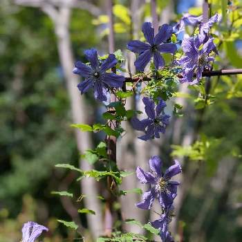 クレマチス✽の画像 by 秋草さん | 広い庭とクレマチスと紫の花とスマホ撮影とむらさきのはなとクレマチス✽