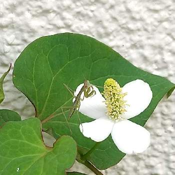 雑草と呼ばないでの投稿画像一覧 Greensnap グリーンスナップ