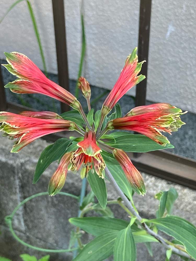 アストロメリア原種の投稿画像 By Manabeさん アストロメリア プルケアと花のある暮らしとアルストロメリア ユリズイセン と小さな庭と花のある暮らし 21月6月10日 Greensnap グリーンスナップ Greensnap グリーンスナップ