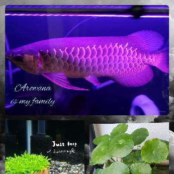 パールグラスの投稿画像一覧 Greensnap グリーンスナップ