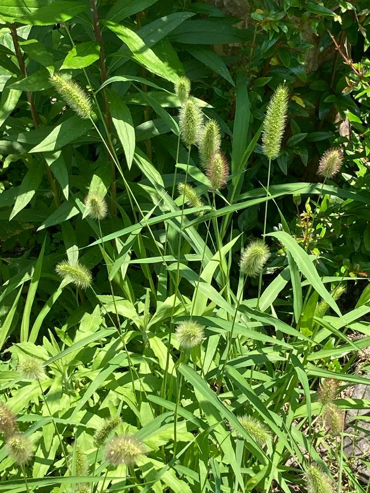 エノコログサ 猫じゃらし の投稿画像 By Manabeさん お出かけ先と草花大好きとブラシのような花とイネ科の野草と草花大好きとブラシのような花 とイネ科の野草 21月6月10日 Greensnap グリーンスナップ Greensnap グリーンスナップ エノコログサ 猫じゃらし の投稿画像 By Manabeさん お出かけ先と草花大好きとブラシのような花とイネ科の野草と草花大好きとブラシのような花 とイネ科の野草 21月6月10日 Greensnap グリーンスナップ Greensnap グリーンスナップ