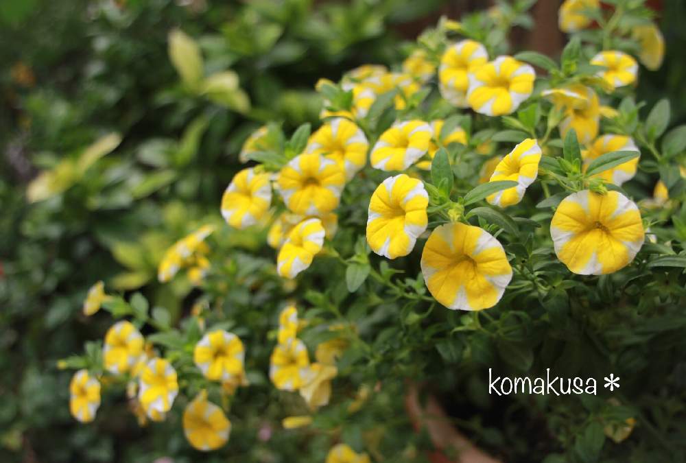 カリブラコア レンモンスライスの投稿画像 By こまくささん 花時間とラブリー とマイガーデンと挿し木とお家時間と素敵な時間と可愛い 21月6月10日 Greensnap グリーンスナップ