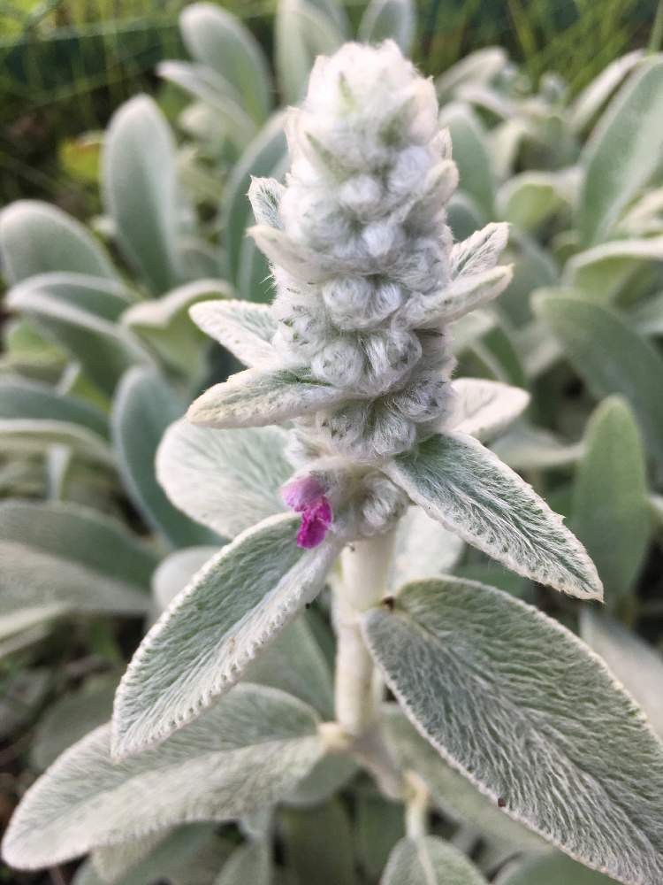 ラムズイヤーの投稿画像 By どんぐりさん つぼみとモフモフとラムズイヤーの花とつぼみとモフモフとラムズイヤーの花 21月6月10日 Greensnap グリーンスナップ Greensnap グリーンスナップ