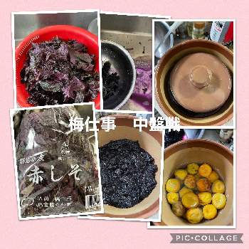 梅干し用の赤紫蘇の投稿画像一覧 Greensnap グリーンスナップ