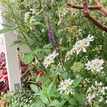 オルラヤの画像 by さぁやさん | 小さな庭とオルラヤとサルビア ネモローサ カラドンナとお花を楽しむと元気をもらうものと花に魅せられてと暑い日と宿根と花のある暮らしといやされるとかわいいな♡