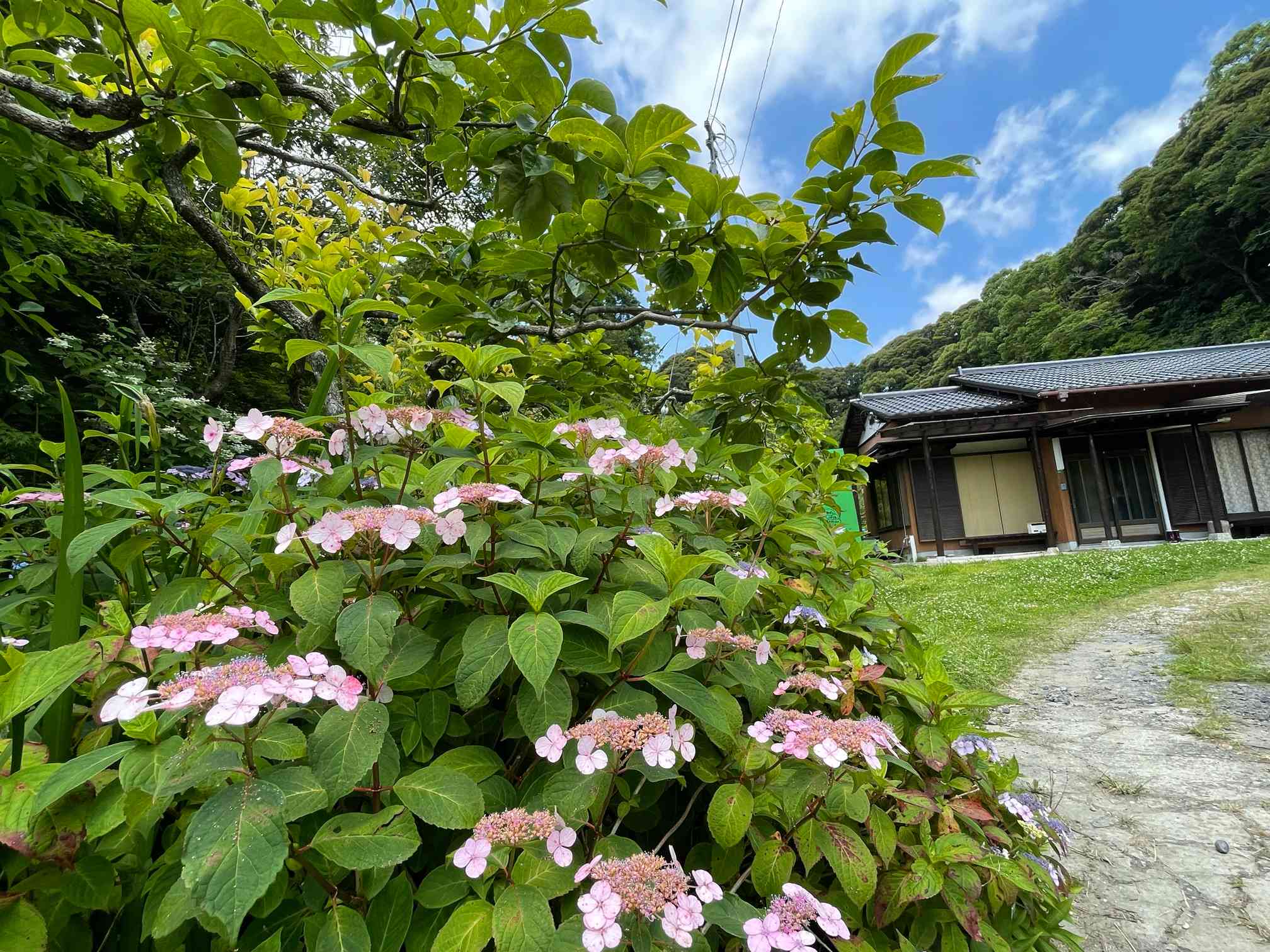 日本紫陽花に逢いに♫ 〈 睦沢町上之郷アジサイ園にて 〉｜🍀GreenSnap