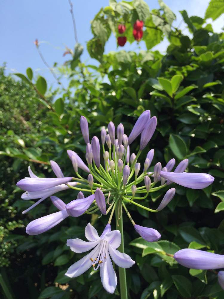 アガパンサスの投稿画像 By けろさん ウキツリボク 21月6月10日 Greensnap グリーンスナップ Greensnap グリーンスナップ