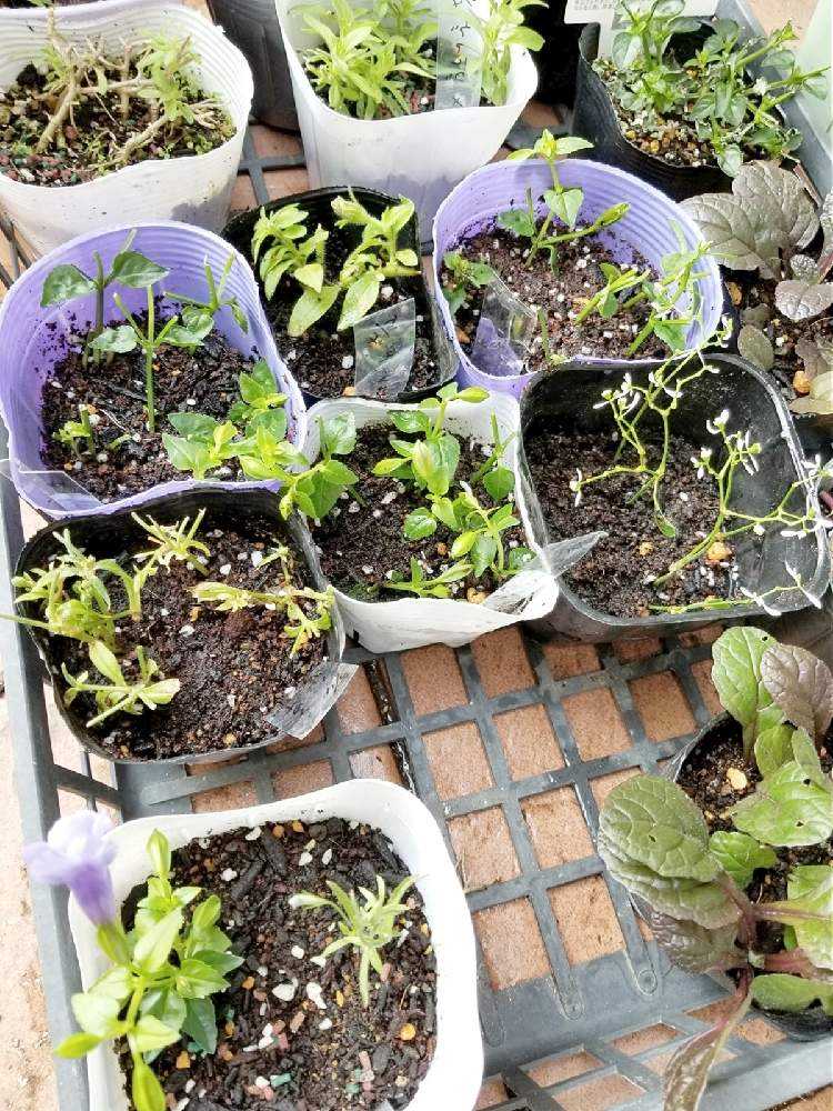 夏用挿し穂 🌱挿し芽&挿し木🌱でふやそう🙋|🍀GreenSnap(グリーンスナップ)