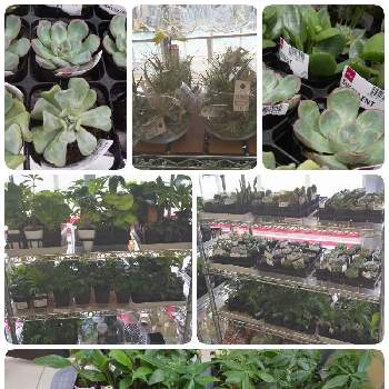 ダイソー300円観葉植物の投稿画像一覧 Greensnap グリーンスナップ