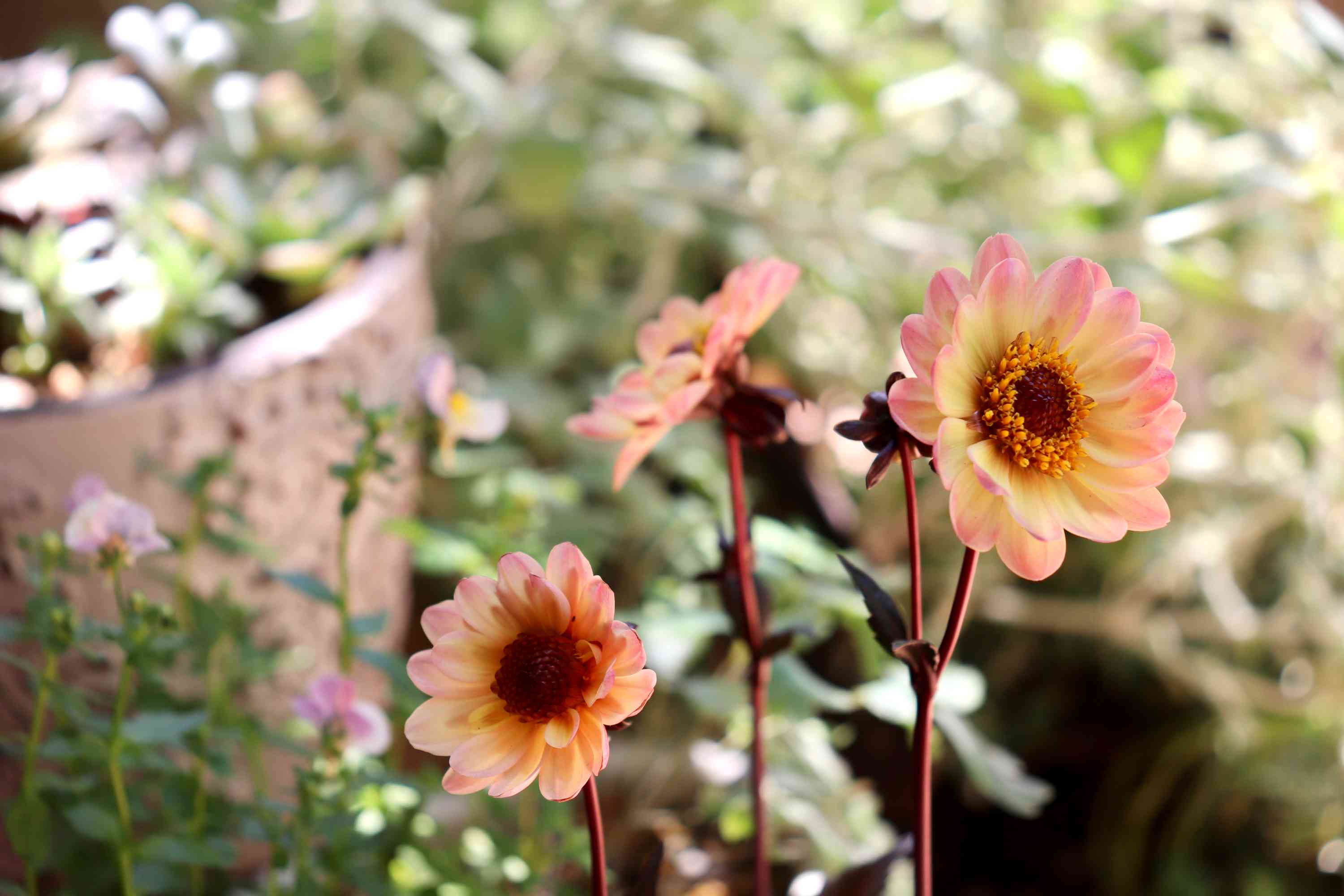 銅葉ぷちダリア ピーチラバーズの一覧｜🍀GreenSnap（グリーン