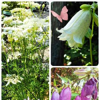 ホタルブクロ白の投稿画像一覧 Greensnap グリーンスナップ