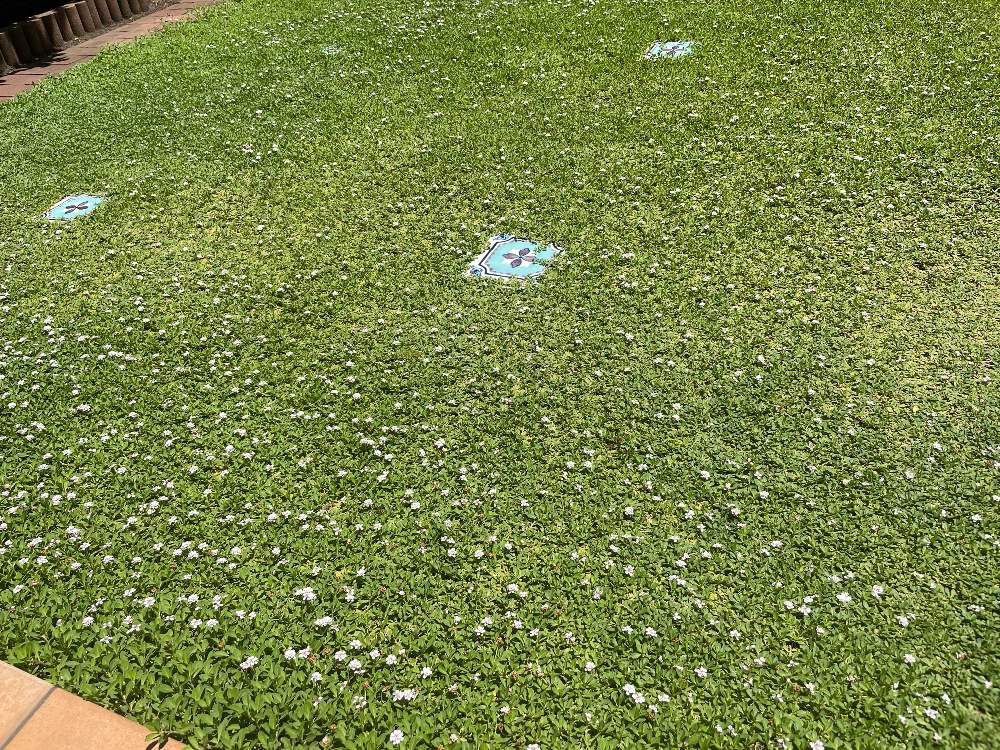 クラピアk7 植え付けから1年の記録 Greensnap グリーンスナップ