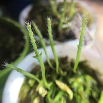 リプサリス バルチェリーの投稿画像一覧 Greensnap グリーンスナップ