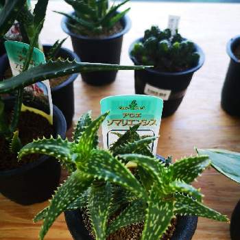 ソマリエンシスの投稿画像一覧 Greensnap グリーンスナップ