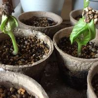 バオバブの育て方 種まきの時期や鉢植え 地植えの方法は Greensnap グリーンスナップ バオバブの育て方 種まきの時期や鉢植え 地植えの方法は Greensnap グリーンスナップ