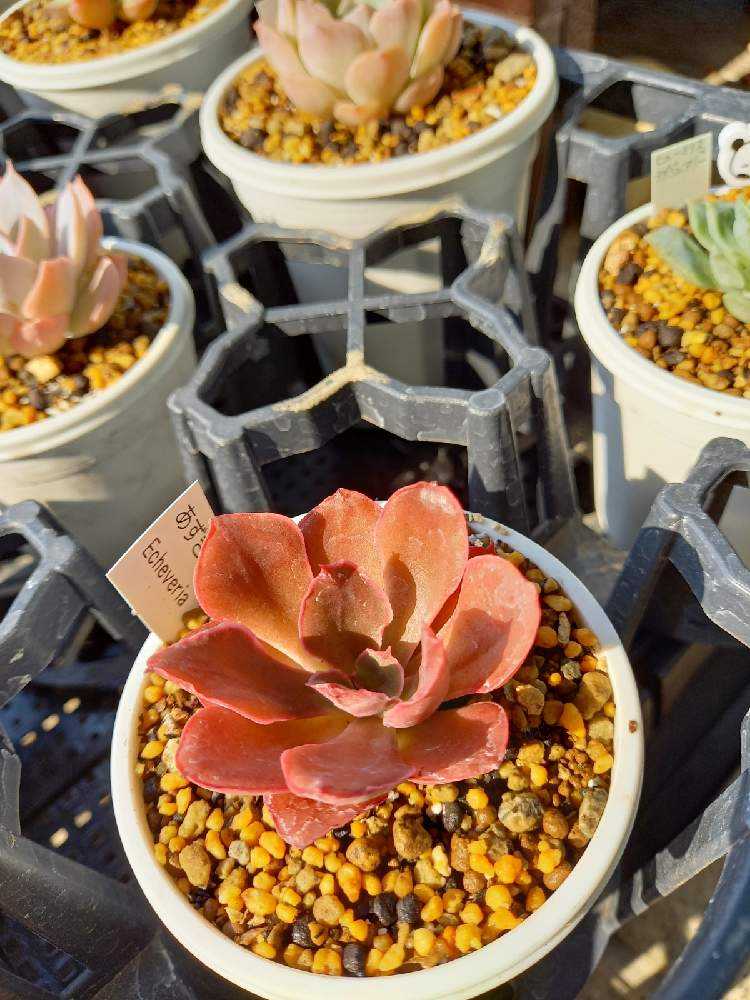 313🌹あずき サビホン ペインテッドフリル｜🍀GreenSnap（グリーン