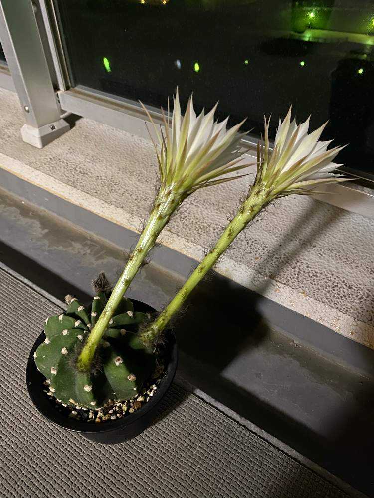 棘無短毛丸の花を咲かせたい❣️｜🍀GreenSnap（グリーンスナップ）