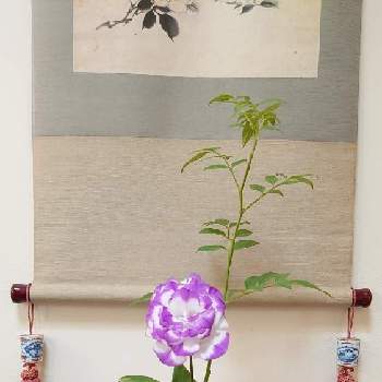 投げ入れの投稿画像一覧 Greensnap グリーンスナップ