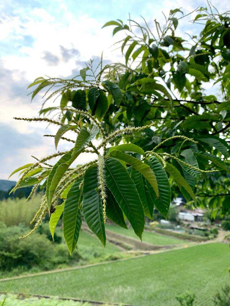 初夏の花散歩 Greensnap グリーンスナップ