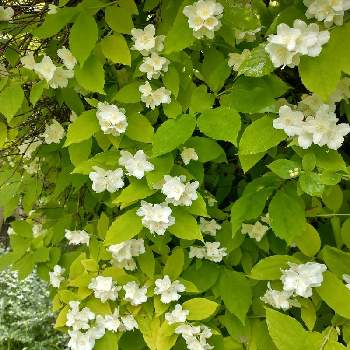 梅花空木の投稿画像一覧 Greensnap グリーンスナップ