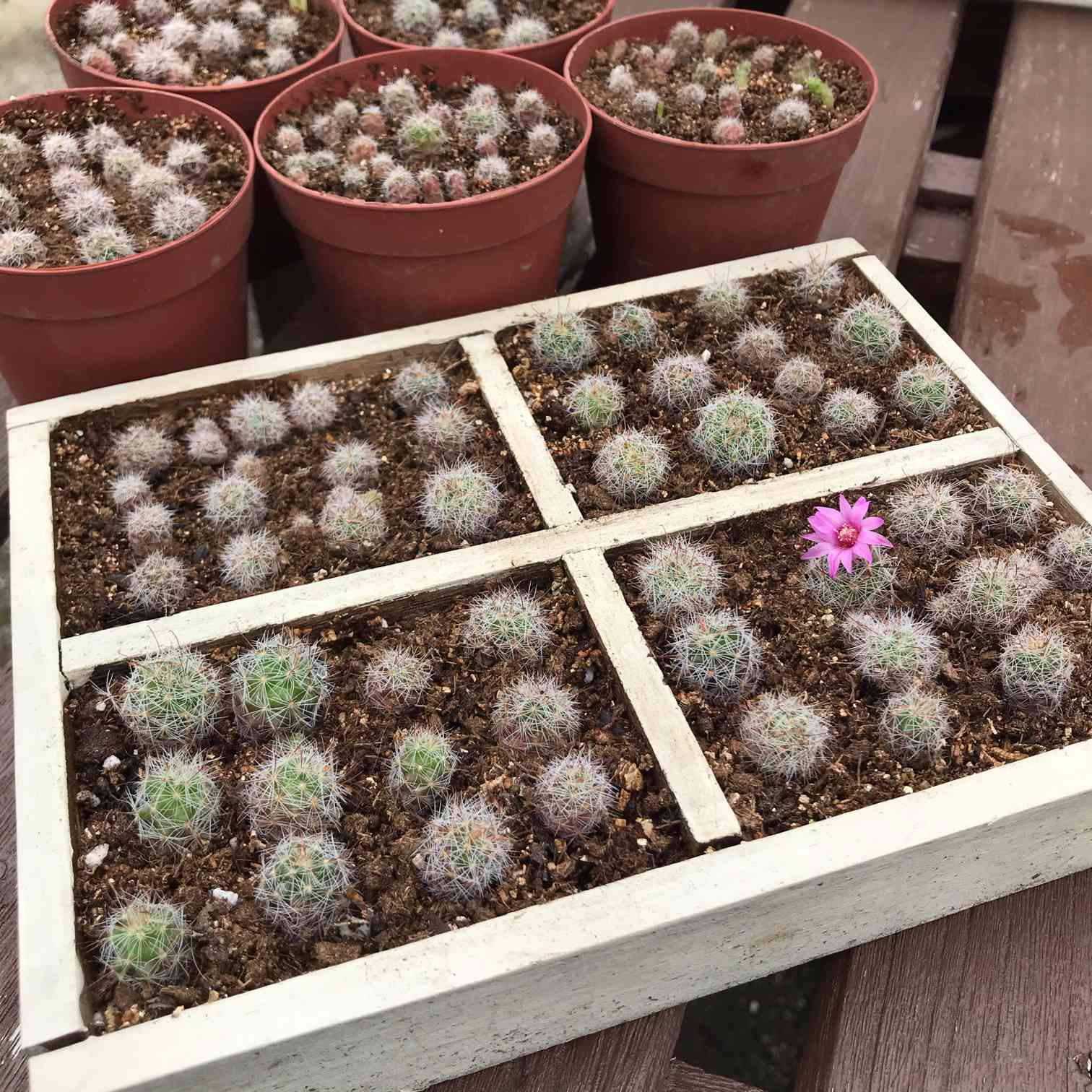 若者に人気のブランド 多肉植物 花サボテン 1株限定 実生親木 (発根済み) 2563/5 サボテン