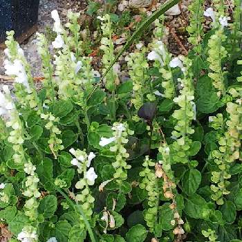 タツナミソウ 白の投稿画像一覧 Greensnap グリーンスナップ