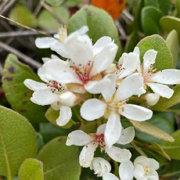 モッコクモドキの投稿画像一覧 Greensnap グリーンスナップ