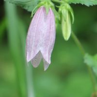 ホタルブクロの画像