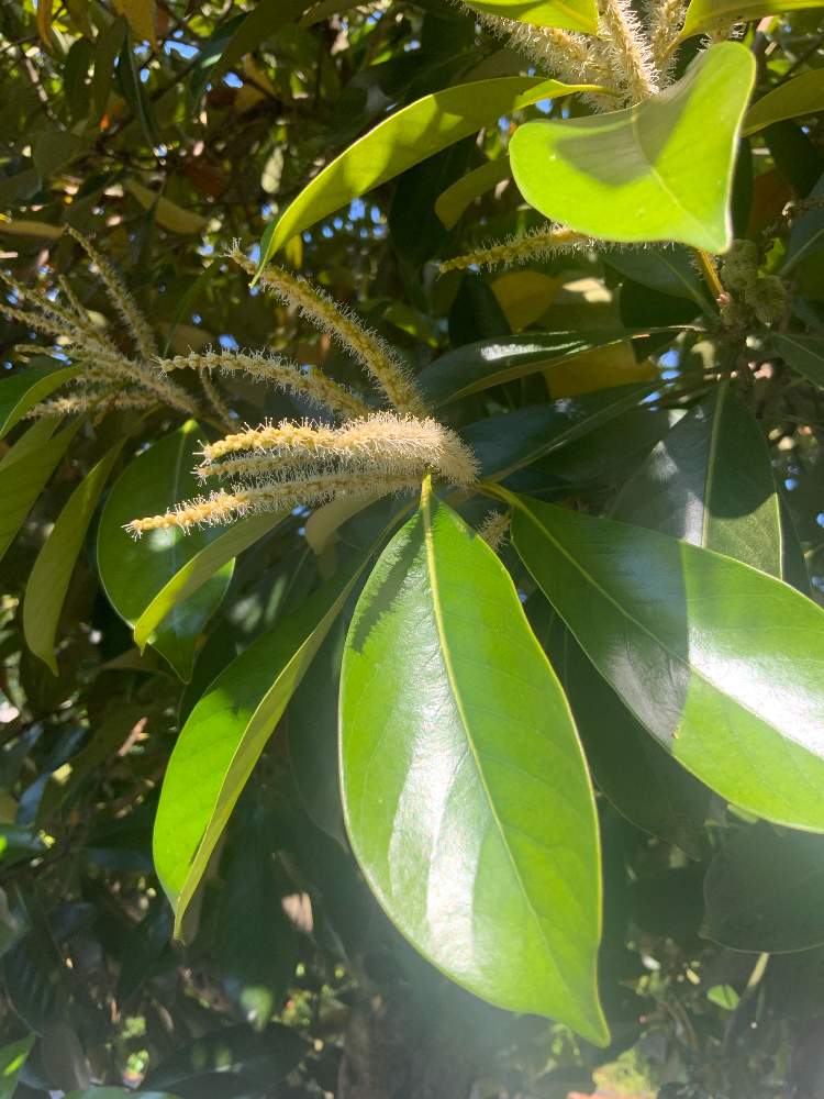 マテバシイの投稿画像 By ごまぴょんさん 雄花 と日本固有種と樹木と山野草とブナ科と果実と散歩道 21月6月11日 Greensnap グリーンスナップ